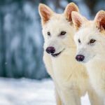 Εταιρεία που θέλει να αναστήσει τα μαμούθ υποστηρίζει ότι ανέστησε τον εξαφανισμένο λύκο του Game of Thrones ανταρόλυκο