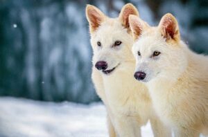 Εταιρεία υποστηρίζει ότι ανέστησε τον εξαφανισμένο λύκο του Game of Thrones ανταρόλυκο
