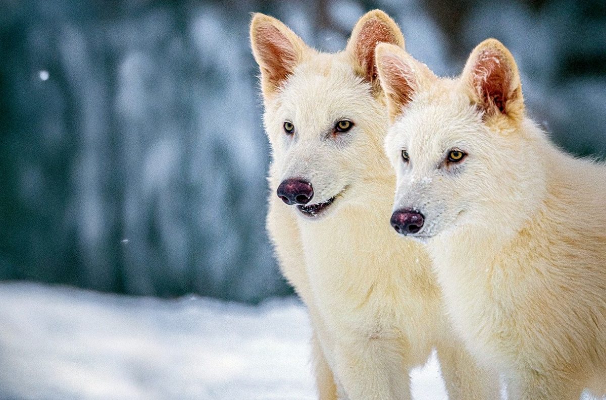 Εταιρεία υποστηρίζει ότι ανέστησε τον εξαφανισμένο λύκο του Game of Thrones ανταρόλυκο