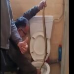 Καστοριά: Έβγαλαν φίδι από λεκάνη τουαλέτας [Βίντεο]