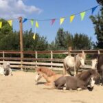 «Gentle Carousel Greece»: Όταν άλογα-μινιατούρες απαλύνουν τον πόνο