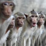 Φρίκη: Νεκρή 63χρονη στην Ινδία – Της επιτέθηκαν θυμωμένοι πίθηκοι