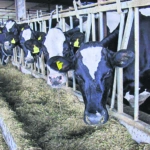 Πληθωρισμός τροφίμων: Είδος… πολυτελείας το μοσχαρίσιο κρέας