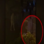 Πόρος: Γονιός μήνυσε τον γιο της 85χρονης που της πέταξαν βαρελότα γιατί… δημοσιοποίησε το βίντεο