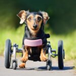 Αναπηρικά αμαξίδια για ζώα – Παίρνουν πίσω τη ζωή τους