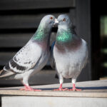 Περιστέρια στο μπαλκόνι: Πώς θα τα διώξετε με τον τρόπο σας