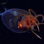 Επιτέλους το κατάφεραν: Επιστήμονες καταγράφουν ζωντανό γιγάντιο καλαμάρι – Ιστορικό βίντεο