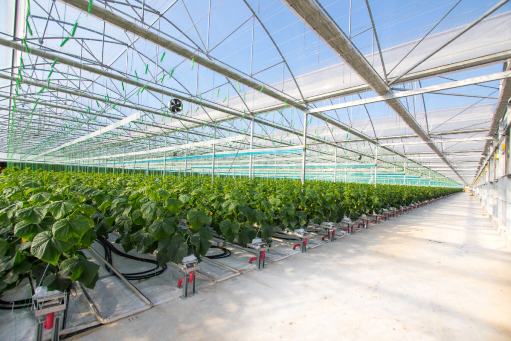 Θερμοκήπια Θράκης: Πώς αξιοποιούν την γεωθερμία και «φτιάχνουν την πέμπτη εποχή» - Τι λέει στο ET Magazine ο αντιπρόεδρος της εταιρείας