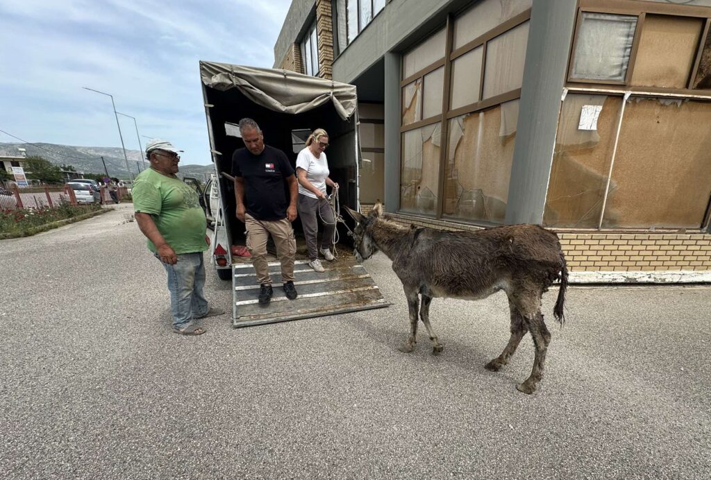 Τραυματισμένο γαϊδούρι εγκαταλείφθηκε στον περιφερειακό Νέας Κίου – Άργους