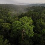 Γαλλία: Στα χνάρια του Αλκατράζ – Ετοιμάζει φυλακή υψίστης ασφαλείας στη ζούγκλα του Αμαζονίου