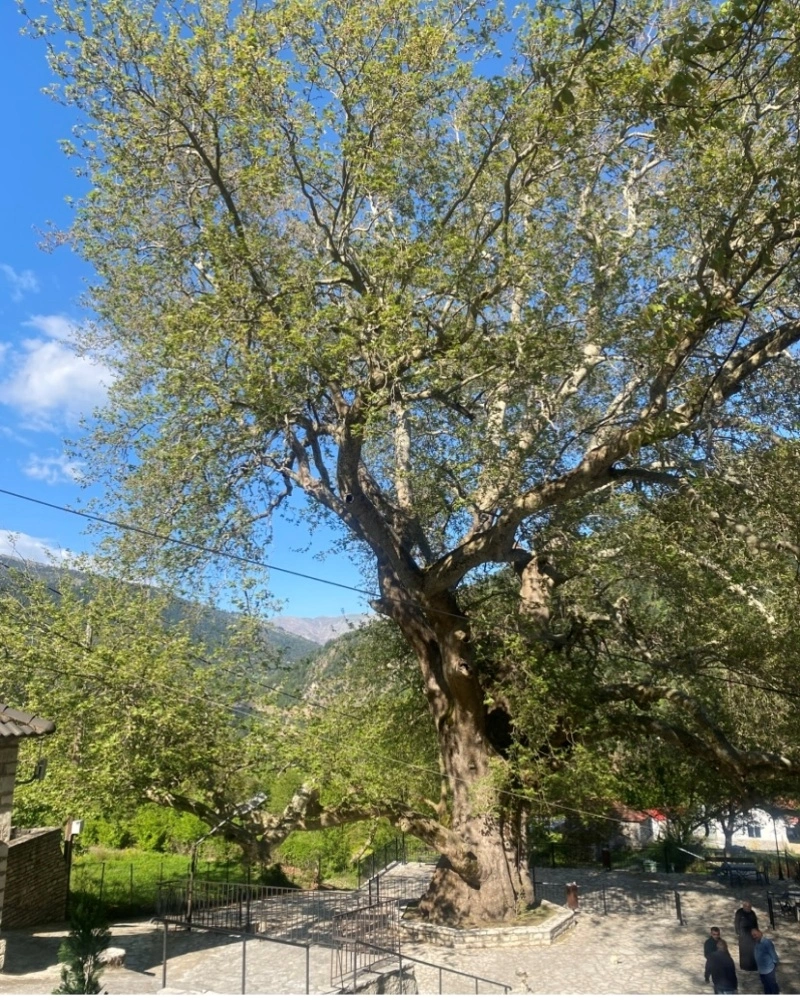 Πλάτανος Λεοντίτο