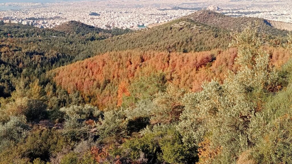 Σοκ! Ξεραίνεται ο Υμηττός, χάνεται ο τελευταίος πνεύμονας πρασίνου στην Αθήνα