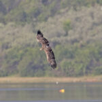 Ελπιδοφόρα μηνύματα για τη σπάνια πανίδα της λίμνης Κερκίνης