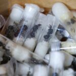 Κένυα: Δικαστήριο καταδίκασε 4 ανθρώπους για λαθρεμπόριο μυρμηγκιών