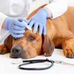 Το κατοικίδιο και τα μάτια σας!