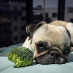 Vegan κατοικίδια! Όσα πρέπει να ξέρετε πριν από τη μεγάλη απόφαση