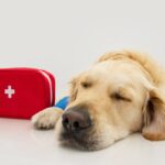 Πρώτες βοήθειες σε ένα τραυματισμένο ζώο – Συμβουλές και tips