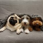 Άγχος αποχωρισμού στον σκύλο – Τι είναι και πώς να το διαχειριστείτε