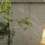 Κυκλοφόρησε το νέο album ARISTOPHOBIA NERVOSA της Lia Hide