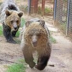 Βρετανία: Δύο αρκουδάκια το έσκασαν για λίγο από ζωολογικό κήπο για να απολαύσουν άφθονο μέλι
