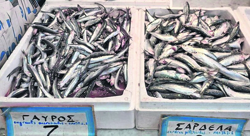 Ακρίβεια: Στα ύψη οι τιμές για τα ψάρια του λαού – Πόσο κοστίζουν γαύρος και σαρδέλα