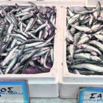 Ακρίβεια: Στα ύψη οι τιμές για τα ψάρια του λαού – Πόσο κοστίζουν γαύρος και σαρδέλα