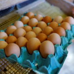 ΗΠΑ: Αποσύρονται 20 εκατομμύρια αυγά από τα ράφια – Εντοπίστηκε επικίνδυνο βακτήριο