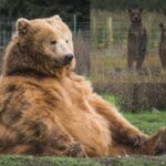 Οι αρκούδες στην Ελλάδα: Λιγότερο από μία επίθεση κάθε χρόνο – Από τον θάνατο 85χρονης στο Μέτσοβο μέχρι το σήμερα… στη Δράμα