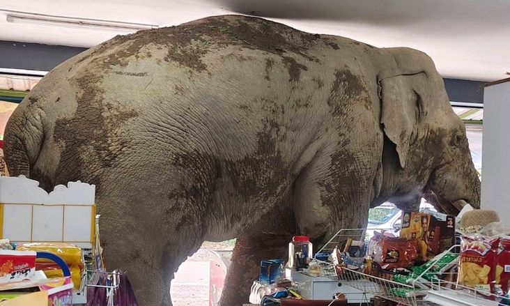 Ταϊλάνδη: Ελέφαντας εισέβαλλε σε μίνι μάρκετ