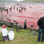 Νήσοι Φερόες: Εικόνες σοκ – Κόλπος βαμμένος κόκκινος από το αίμα δελφινιών