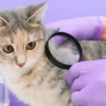 Οι πιο συχνές δερματικές παθήσεις των ζώων για το καλοκαίρι