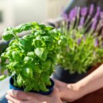 Βασιλικός: Ο βασιλιάς του καλοκαιριού – Πώς να τον φυτέψετε