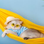 Οι κίνδυνοι που κρύβει το καλοκαίρι για τα ζωάκια σας