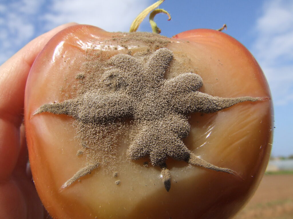 Έρχονται τα «εμβόλια των φυτών»: Η νέα εποχή στη φυτοπροστασία - Οι τρεις μεγάλες απειλές