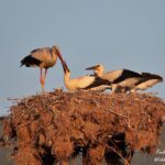 Καλοκαίρι στην Κερκίνη, ένα ζωντανό σκηνικό φυσικής αρμονίας