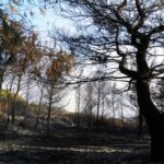 Ευθύμης Λέκκας: Η φωτιά στα Κύθηρα ήταν ένα τεράστιο πλήγμα – Το νησί οδηγείται σε ταχεία ερημοποίηση