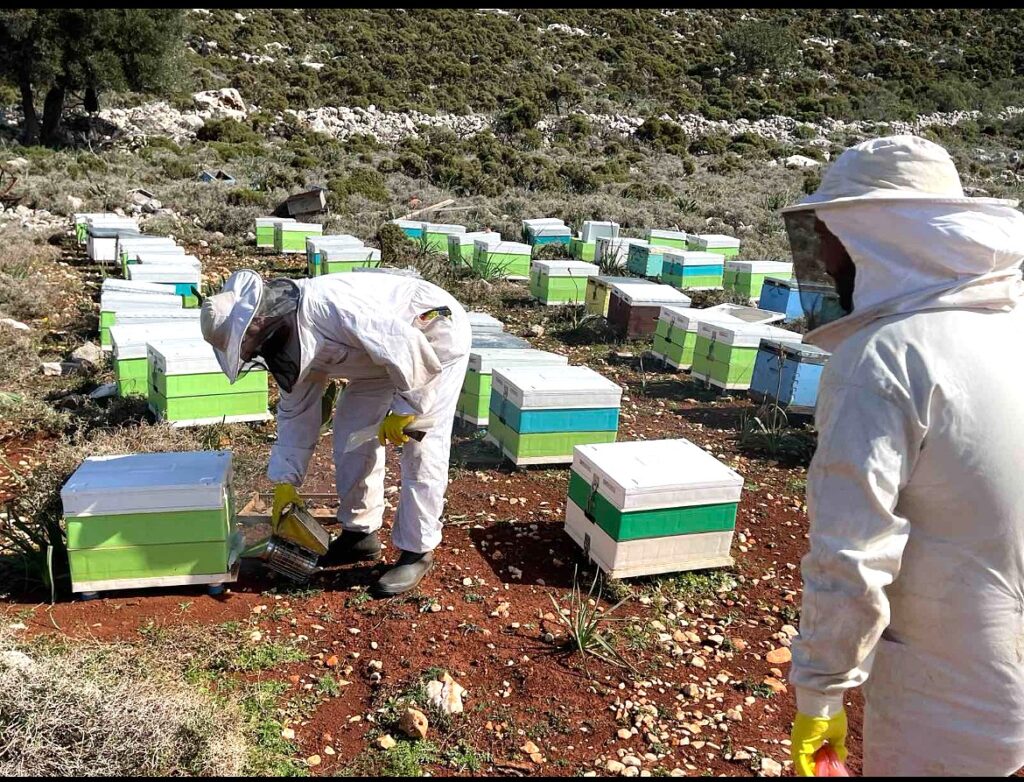 Η InterMed στηρίζει τη μελισσοκομία στο Καστελλόριζο – Platinum βραβείο Olymp Awards στο μέλι 