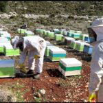 Η InterMed στηρίζει τη μελισσοκομία στο Καστελλόριζο – Platinum βραβείο Olymp Awards στο μέλι του ακριτικού νησιού