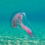 Συναγερμός από τις μωβ μέδουσες: Πώς θα προφυλαχτείτε – Χάρτης με τα σημεία που εντοπίζονται