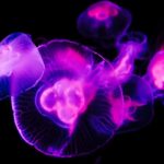 Μωβ Μέδουσες: Η «τραμπάλα» και οι πλημμύρες που τις έφεραν σε Παγασητικό και Βόρειο Ευβοϊκό – Για τοπικά «πληθυσμιακά Bloom» μιλάει στο EleftherosTypos.gr καθηγητής