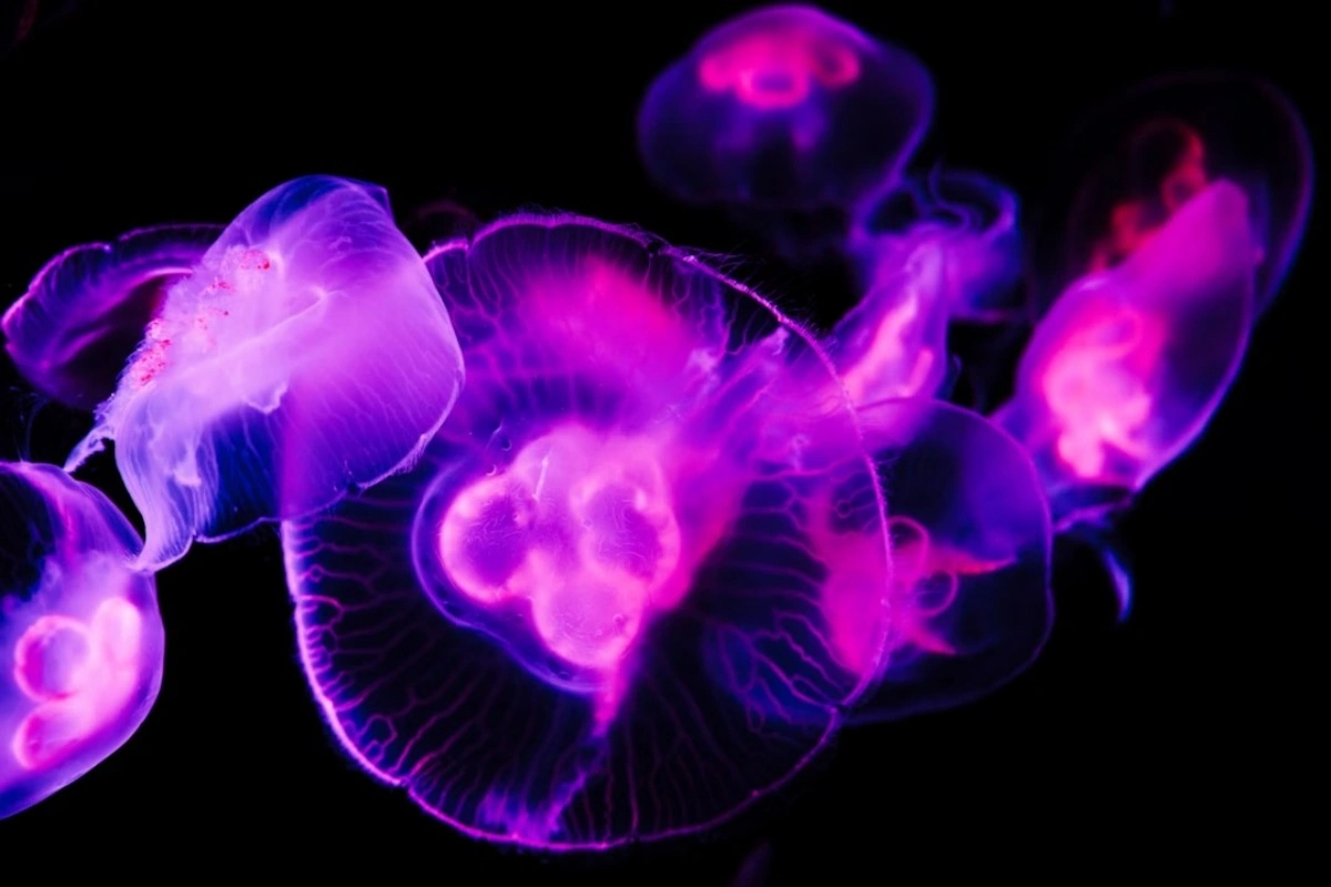 Μωβ Μέδουσες