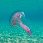 Μωβ Μέδουσες: Κίνδυνος στις ελληνικές παραλίες – Πού κυκλοφορούν – Πώς θα προφυλαχτείτε