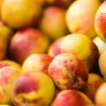 Λάρισα: Έκλεψαν από χωράφι στον Τύρναβο 7,5 τόνους νεκταρίνια