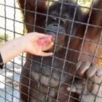 Σοκαριστική στιγμή: 24χρονη Ρωσίδα πυγμάχος δίνει ηλεκτρονικό τσιγάρο σε ουραγκοτάγκο (βίντεο)