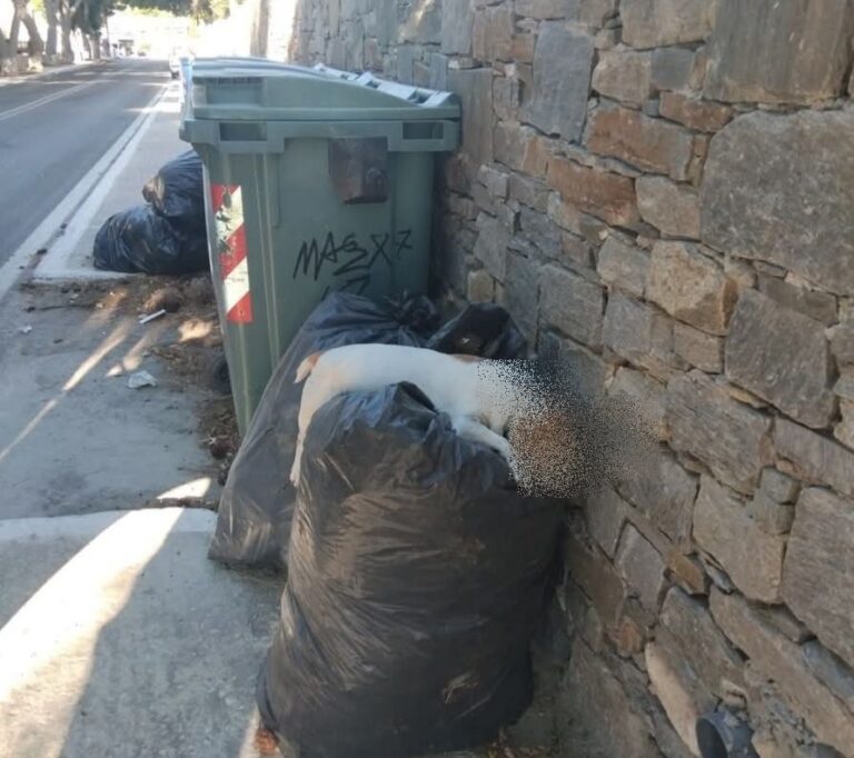 Σύρος: Νεκρό σκυλί πεταμένο δίπλα σε κάδους απορριμμάτων
