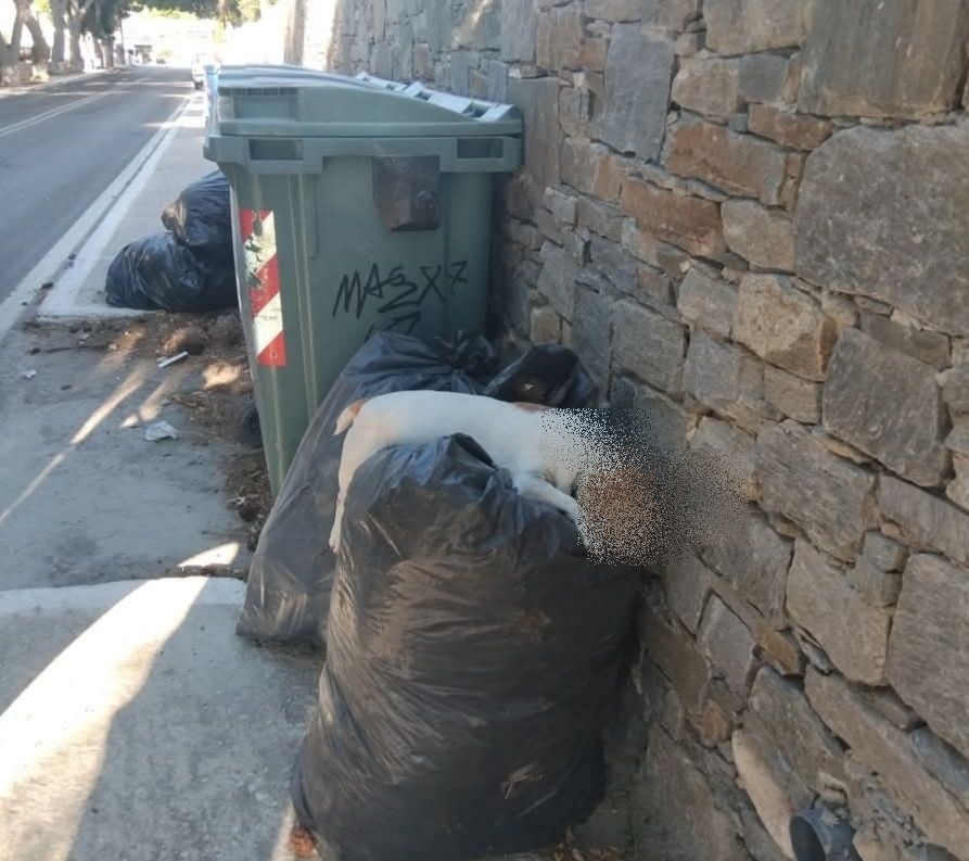 Σύρος: Νεκρό σκυλί πεταμένο δίπλα σε κάδους απορριμμάτων