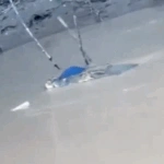 Τραγωδία στην Ινδονησία: Κροκόδειλος κατασπάραξε 15χρονο αγόρι – Το σοκαριστικό βίντεο