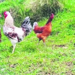 Μύθοι και αλήθειες για «επικίνδυνα» ελληνικά αβγά