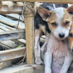 Πολιτεία – Δήμοι: Διάσταση απόψεων για τα αδέσποτα