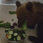 Το αρκουδάκι που τραυματίστηκε σε τροχαίο στην Καστοριά αναρρώνει βήμα βήμα